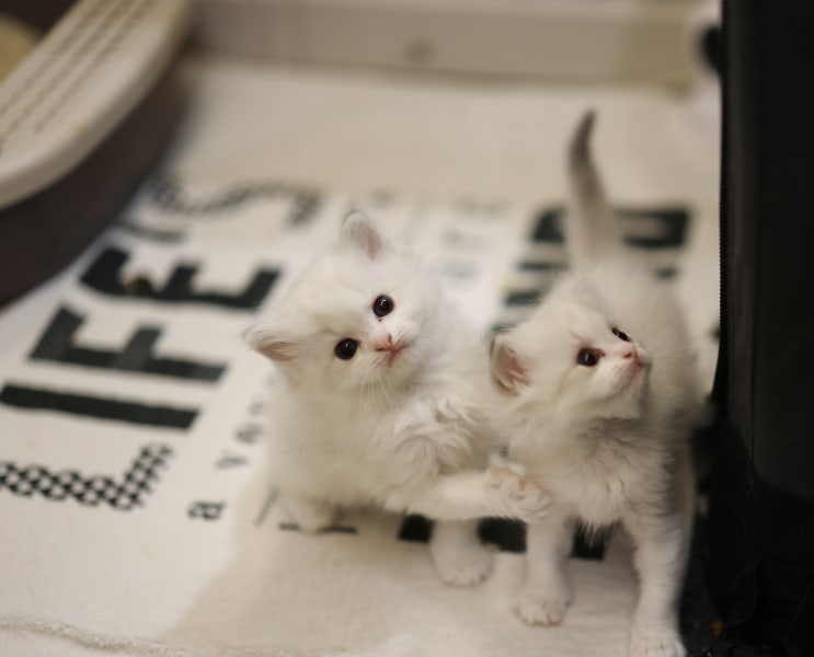  랙돌캐터리 성장기록｜A13-litter 링스 랙돌 4자매 생후 1개월(사진 모음)