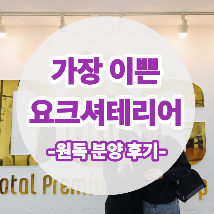  부천에서 세종까지 , 요크셔테리어와 인인을 맺은 이유 / 세종 강아지분양 후기 원독 애견분양 센터