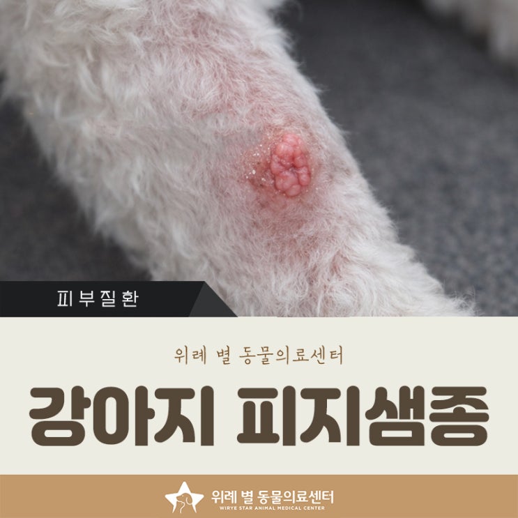  강아지 피지샘종 제거, 노견이라면 국소마취 레이저 치료!