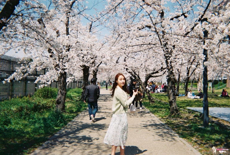  3월 오사카 벚꽃 여행 준비 중이라면? 개화, 만개 시기 확인하고 숙소 예약부터 시작하세요