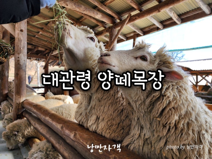  평창 대관령 양떼목장 겨울여행 가격·주차·식당 총정리