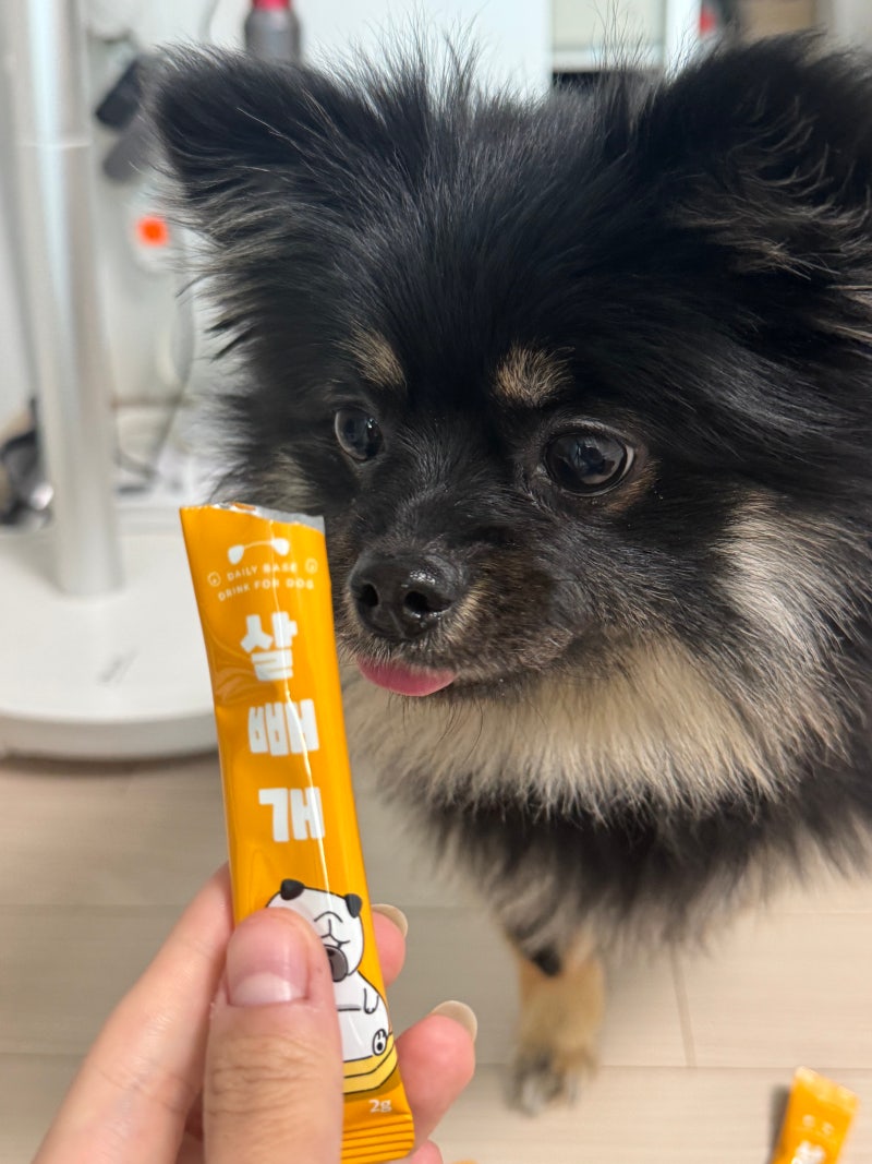 강아지영양제 추천 핏펫, 강아지유산균 살빼개 강아지다이어트 감량 후기