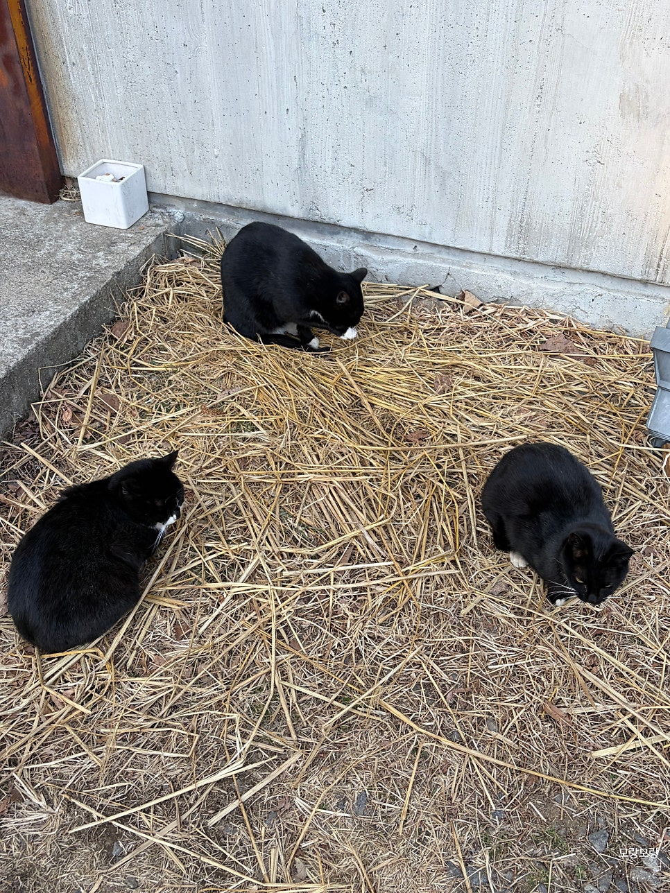 레브델 사진 3