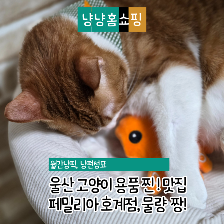  페밀리아 울산 호계점 대형 반려동물 용품점 고양이 강아지 반반 구성
