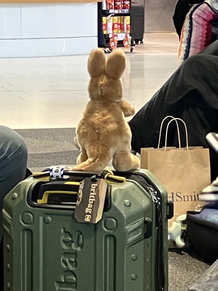  호주기념품추천 호주양태반크림 시드니공항 면세점가격
