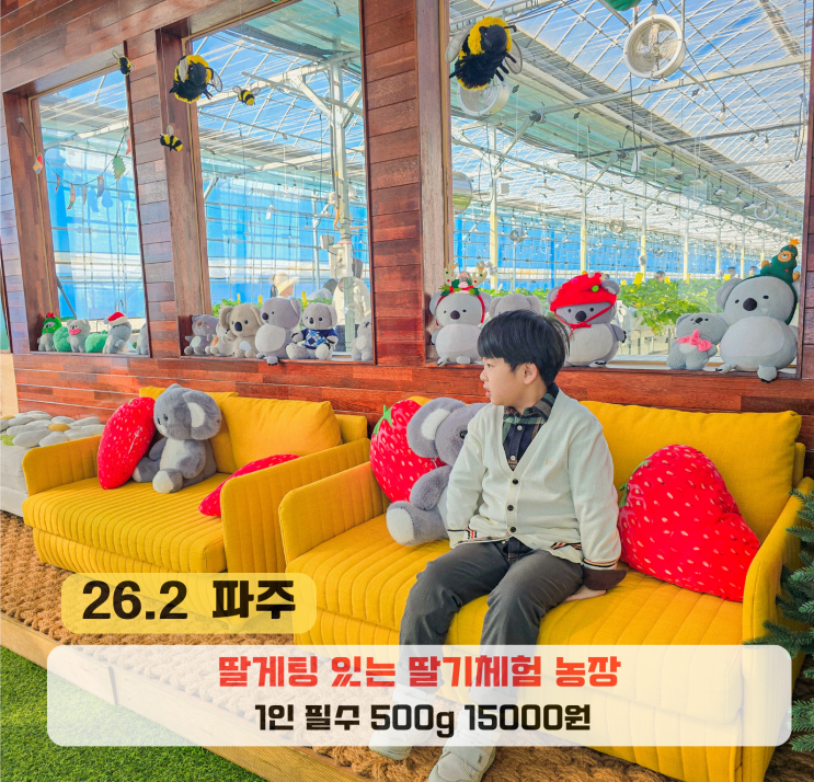  파주 아이와 가볼만한곳 코알라딸기농장 체험