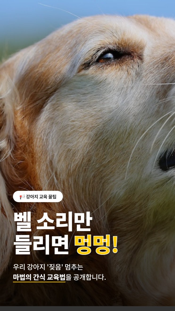  초인종 소리에 짖는 강아지, 간식으로 짖음 멈추는 방법
