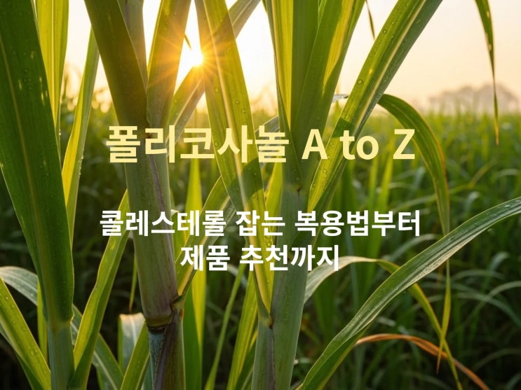  폴리코사놀 A to Z: 콜레스테롤 잡는 복용법부터 제품 추천까지