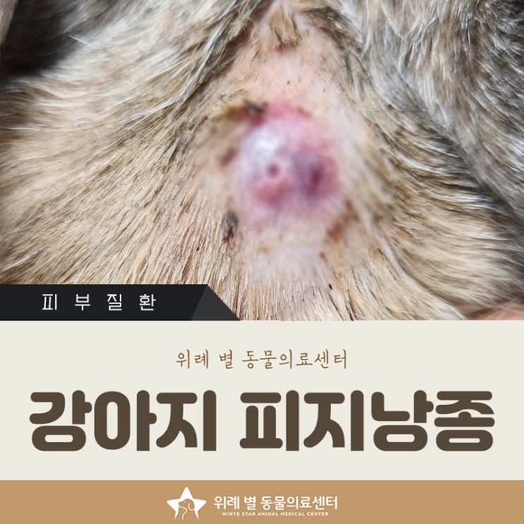  강아지 피지낭종 제거, 전신마취 걱정 없는 국소마취 레이저 치료로!