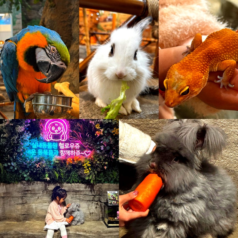 울산 북구 아이랑 가볼만한곳 송정 헬로우쥬 실내 동물원 먹이주기 체험