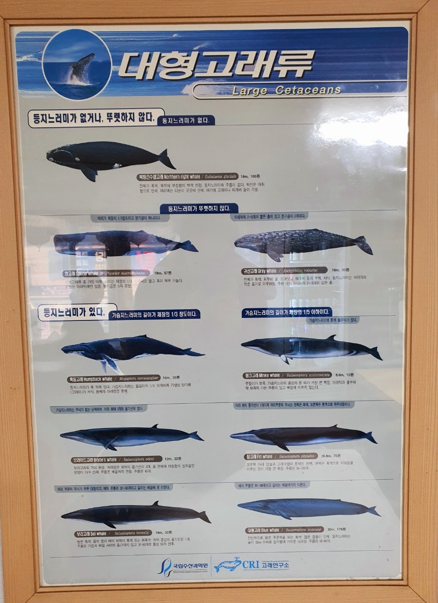 진미고래 사진 5