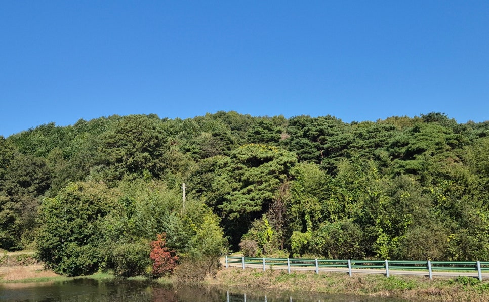 응봉산 사진 4