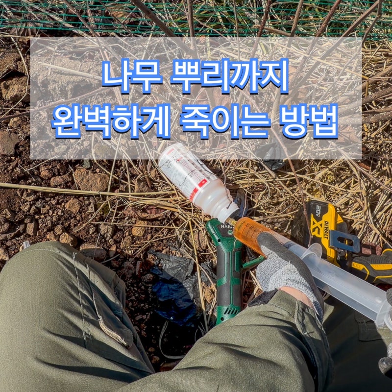 나무 뿌리까지 완벽하게 죽이는 방법 (준비물: 근사미)