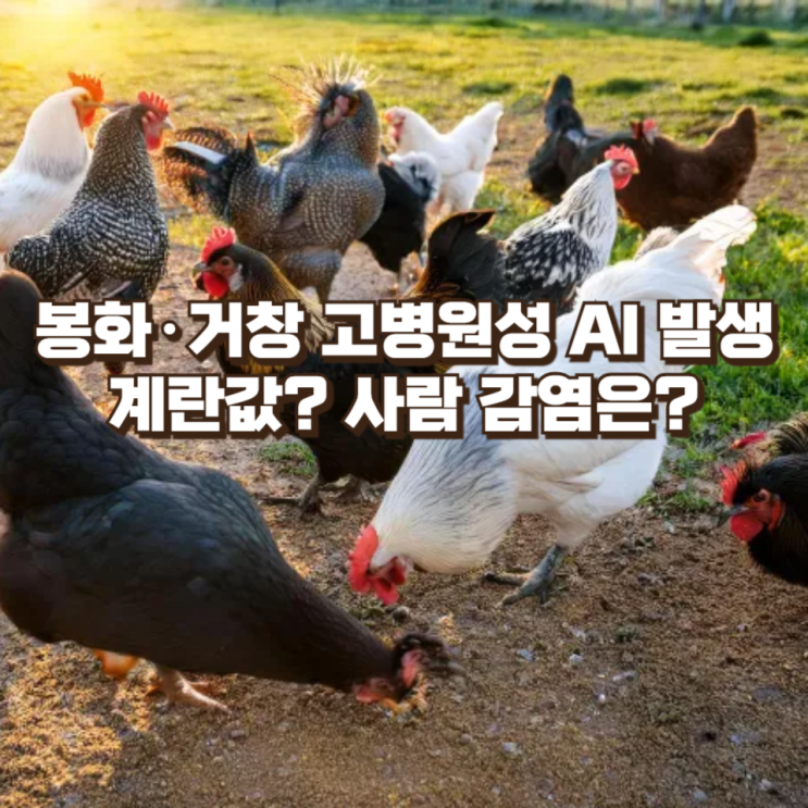  봉화·거창 고병원성 AI 발생, 계란값부터 사람 감염까지 소비자가 꼭 알아야 할 모든 것