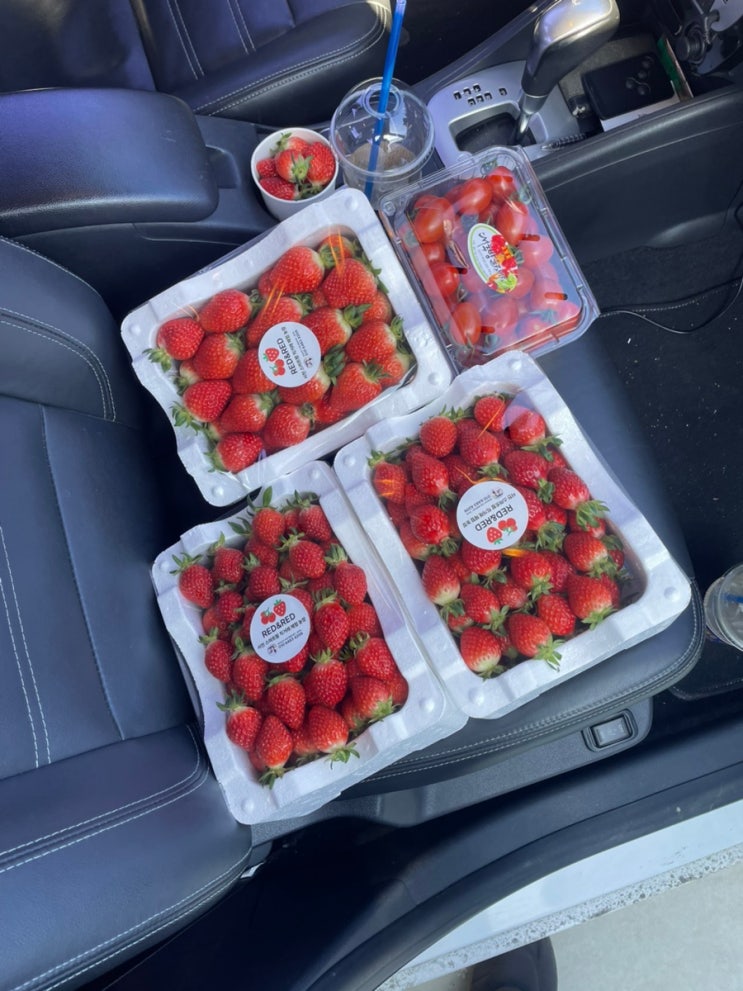  서천 RED&RED 군산배달가능 딸기맛집 대추방울토마토 서천스마트팜 농장직거래 쓰레드맛집 서천토마토딸기농장 내돈내산후기