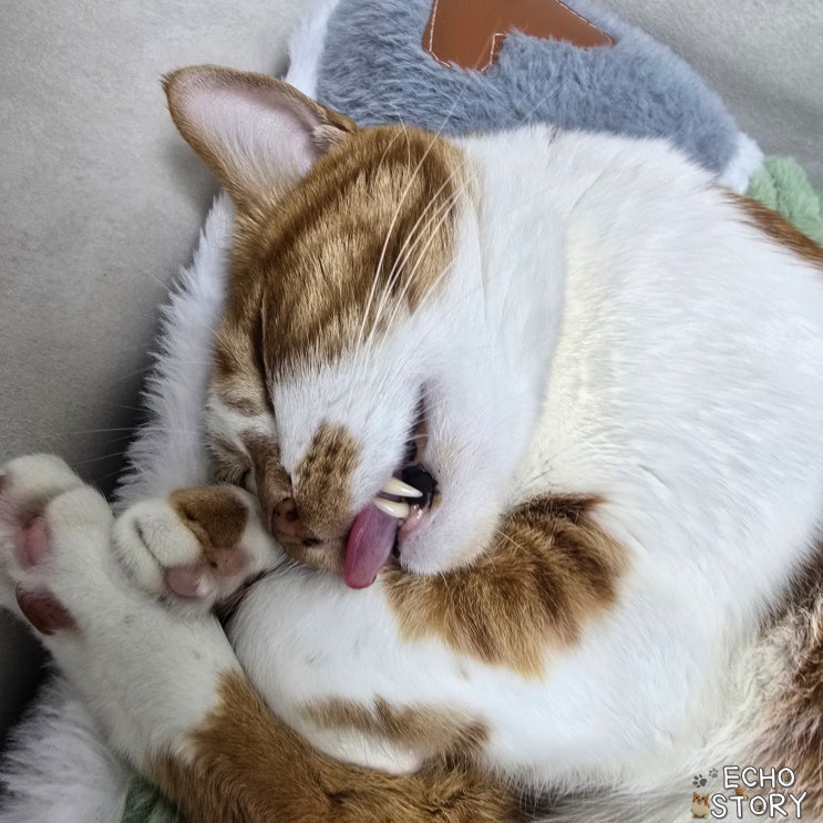  고양이혀, 고양이혓바닥에 나있는 수많은 가시들은 왜 있을까?