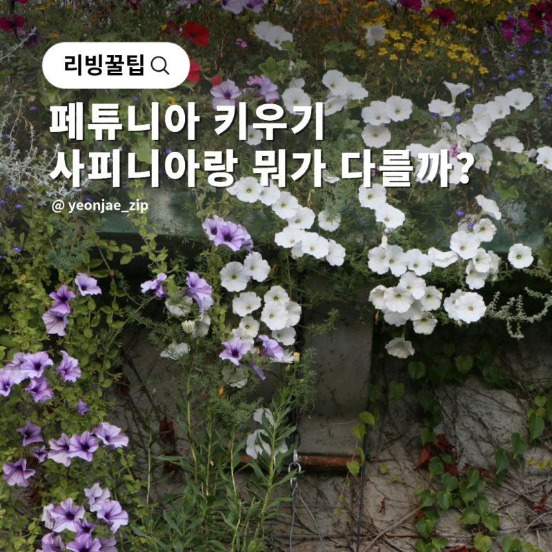 페튜니아 페츄니아 키우기 사피니아 샤피니아 꽃 차이는?