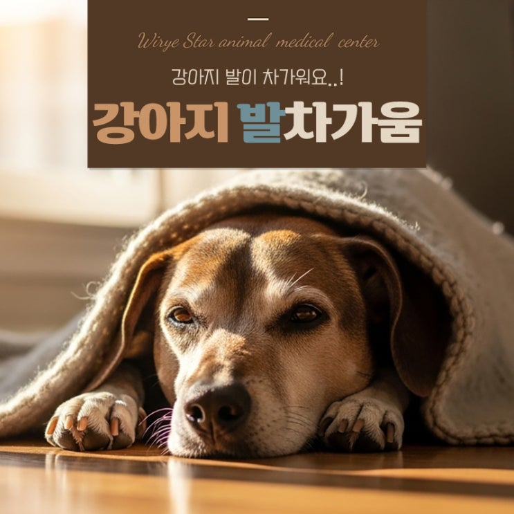 강아지 발 차가움, 단순 추위 때문이 아닐 수 있다?