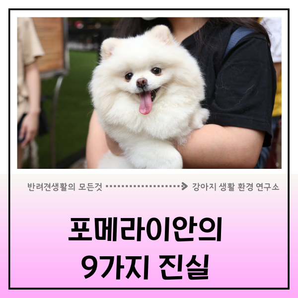  포메라니안 특징 9가지. 왜 이렇게 당당하고 예민할까?