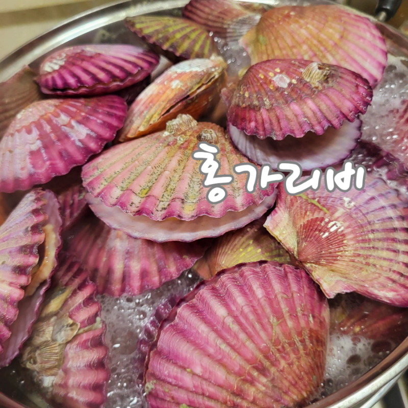 홍가리비 찌는법 해감 조개껍질 쓰레기 배출 냉장 보관방법