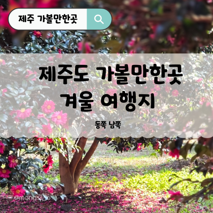  제주도 2월 겨울여행지 가볼만한곳 동백꽃 & 스냅