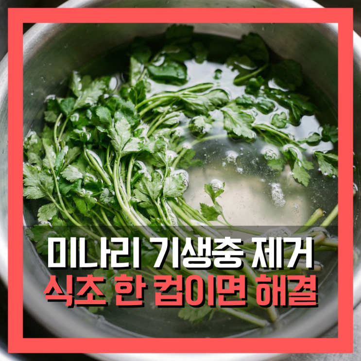  미나리 손질, 식초 한 컵이면 기생충 거머리 박멸 끝!