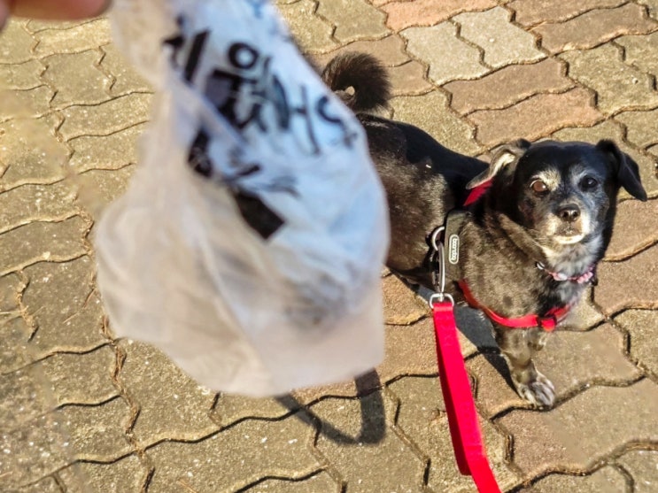  강아지 배변봉투 티슈와 비닐이 한장으로 향긋한 똥츄 추천