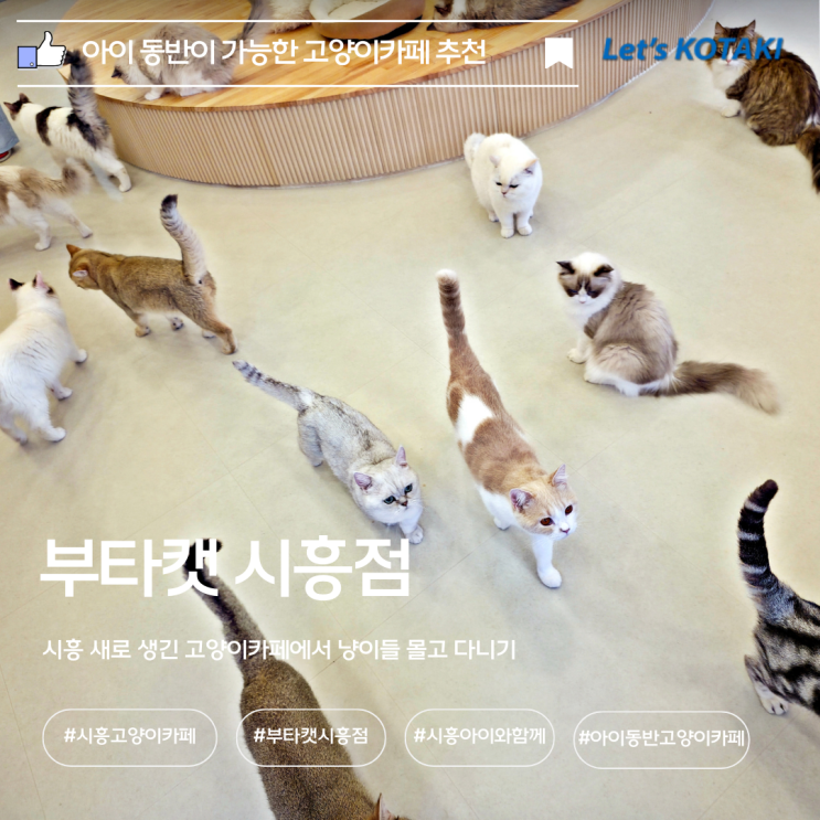  시흥 고양이카페 부타캣 시흥점 냥이천국 그자체