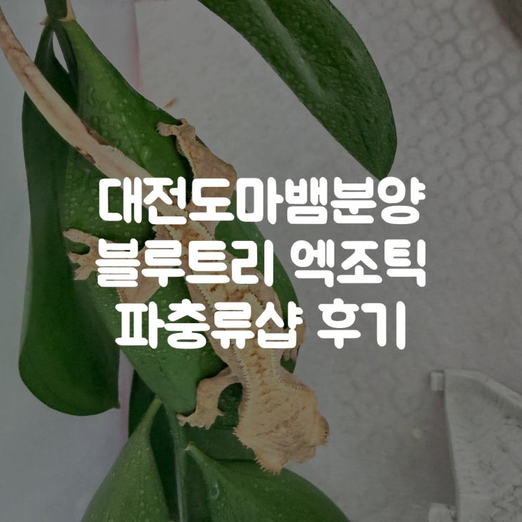  대전도마뱀분양 대전서구게코샵 블루트리엑조틱 파충류샵 후기
