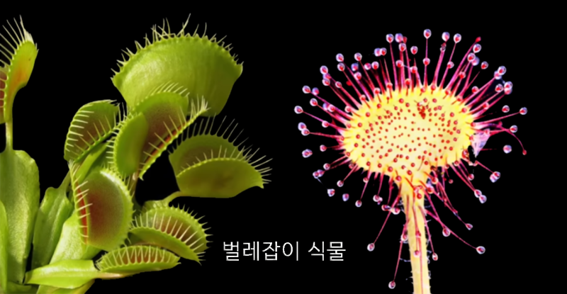 파리지옥과 끈끈이주걱 비교