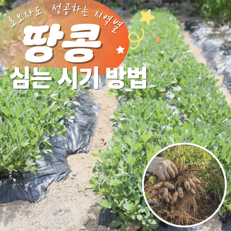  땅콩 심는 시기 방법 간격 중부 남부