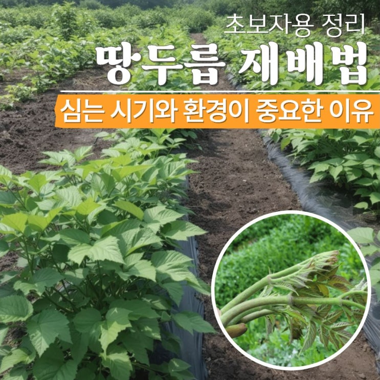  땅두릅 재배법 모종 심는 시기 방법