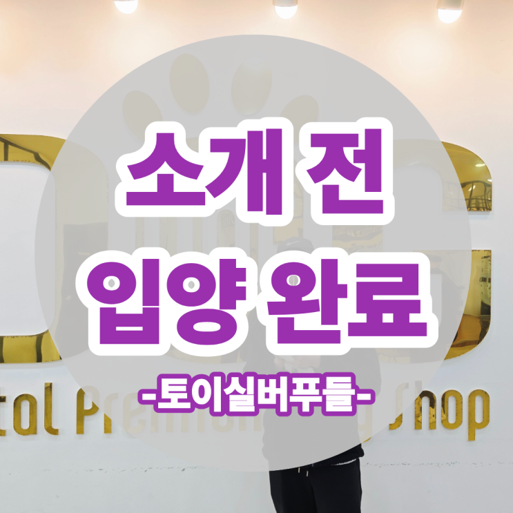  소개도 전에 새 가족 만난 토이실버푸들, 부자가 함께 세종 강아지분양 원독