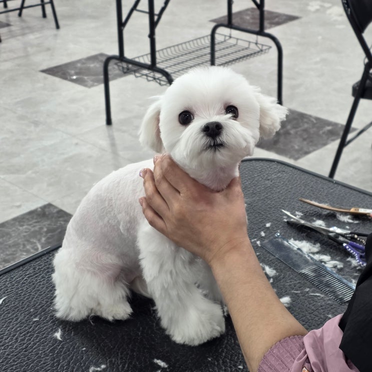  평택애견미용학원국비지원, 받으면 어떤 수업과정을 배우게 될까?