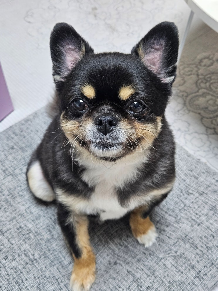  와꾸와 행복한 동행