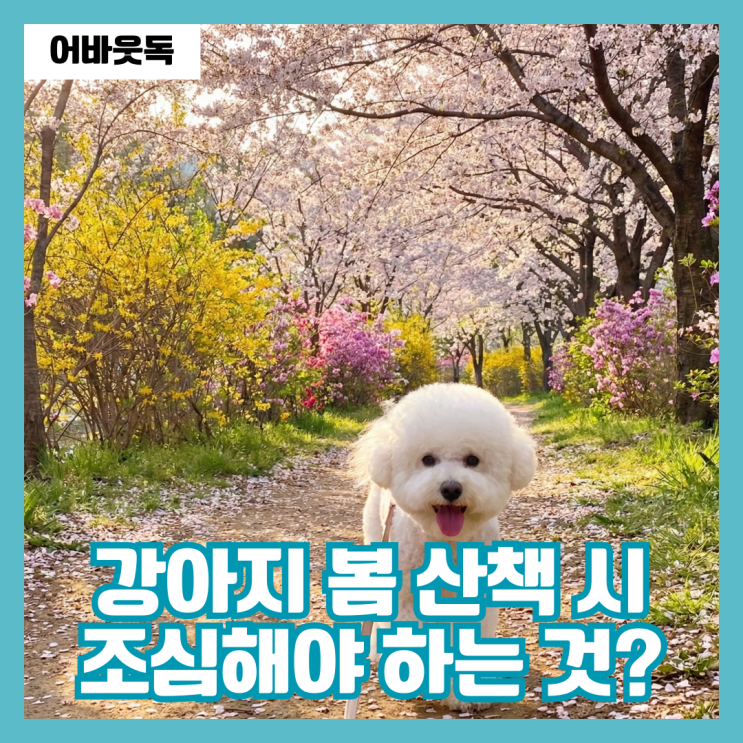  2026년 봄꽃 주의보 강아지 봄 산책 시 이것 주의하세요
