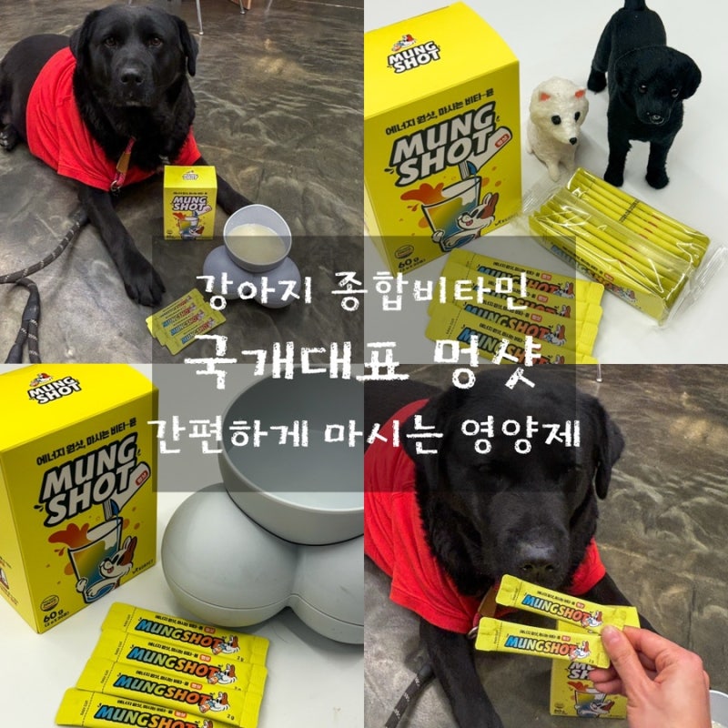 강아지 마시는 종합비타민 국개대표 멍샷