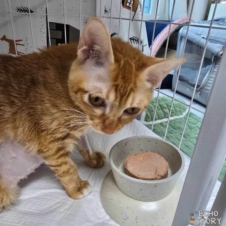  고양이 주식캔, 어떻게 골라야 할까. 모카가 씹지 못하게 되면서 다시 보게 된 기준들
