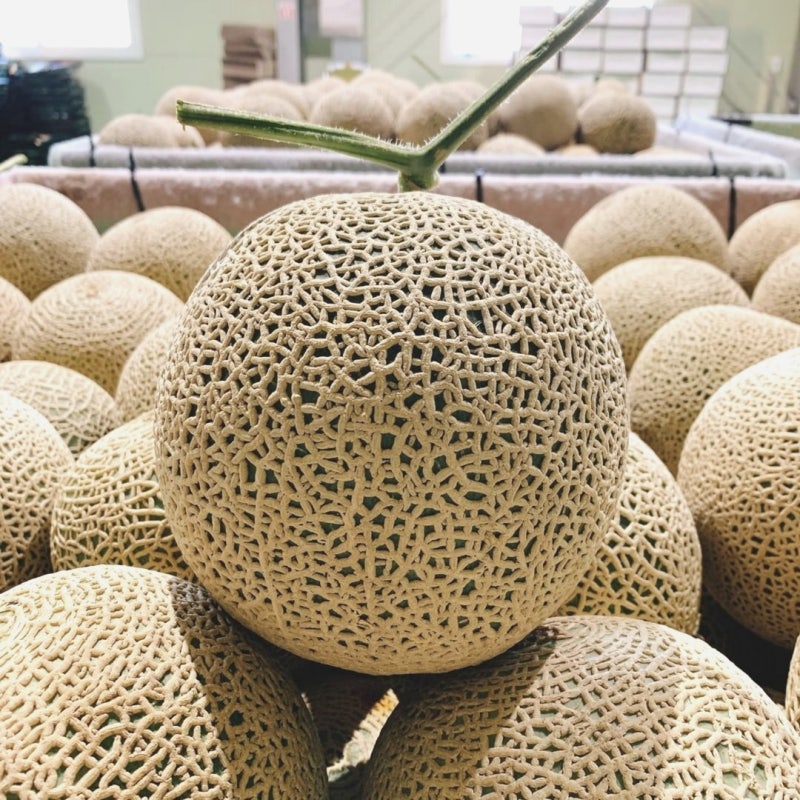 고창메론 프리미엄 머스크 메론 8kg 선물세트, 달콤한 꿀통멜론 맛보세요!