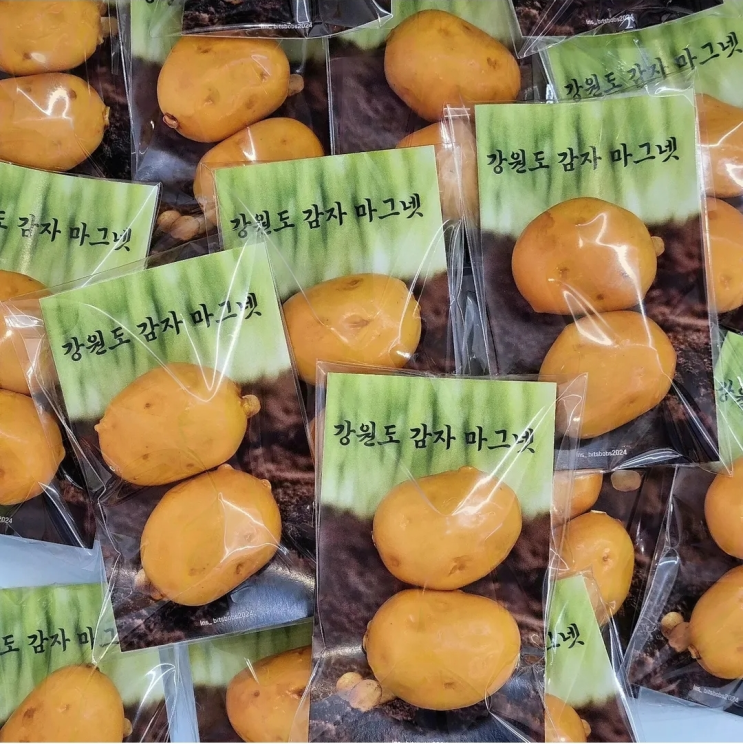  강원도 알감자 2P 마그넷 자석세트｜춘천 기념품으로 인기 많은 리얼 감자 마그넷
