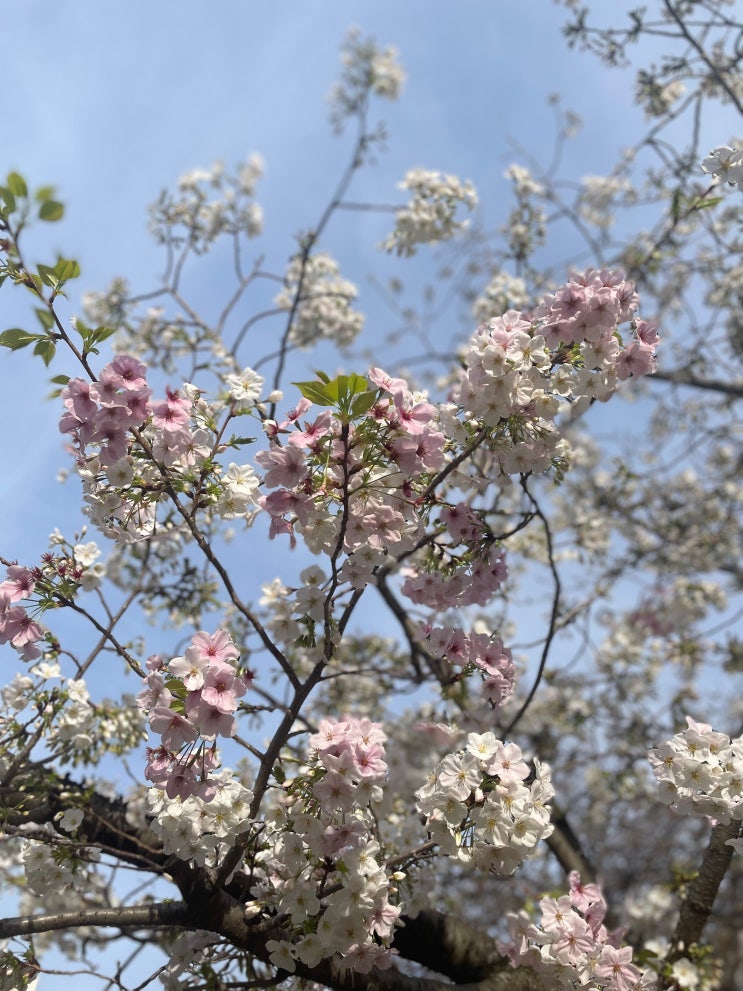  일본 규슈 후쿠오카 여행 3월 봄 기온 건기 날씨 옷차림 추천 및 준비물 총정리 벚꽃 시기 장소