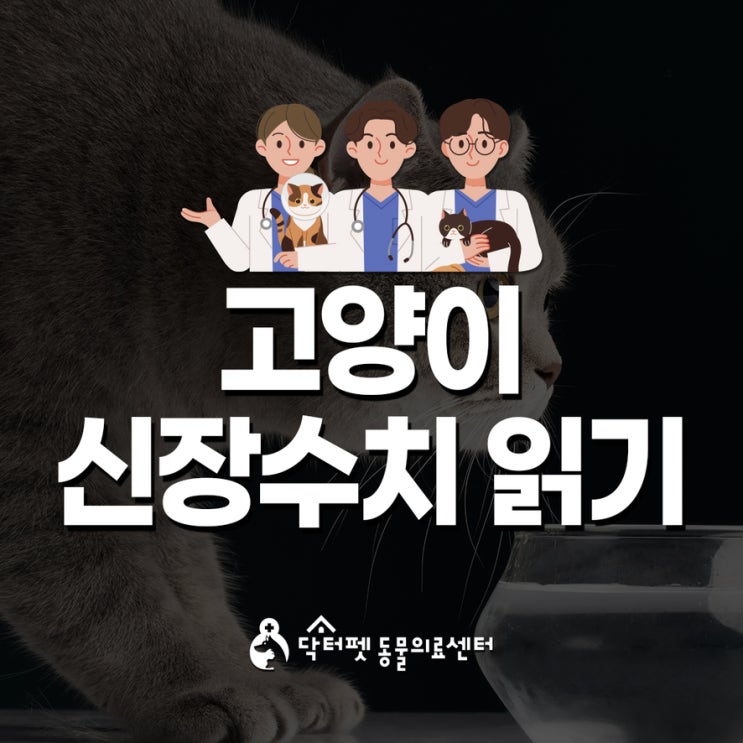  고양이 신장수치 어떻게 볼까?부산 건강검진 동물병원