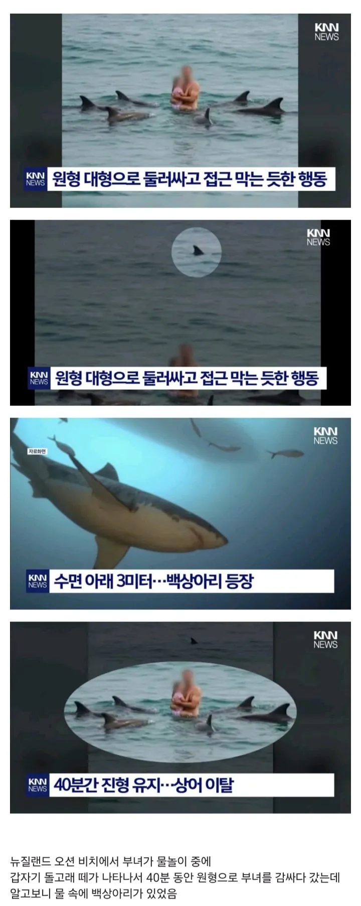  원형 대형으로 백상아리 막아준 돌고래.jpg