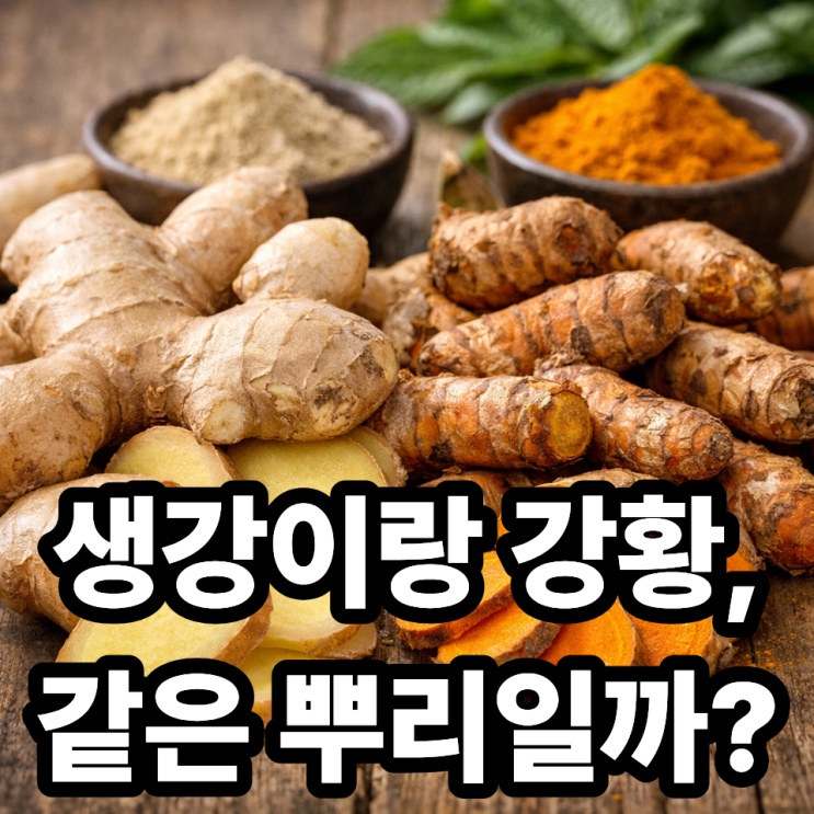  생강과 강황의 차이, 같은 뿌리일까?｜헷갈리기 쉬운 두 향신료 완벽 비교