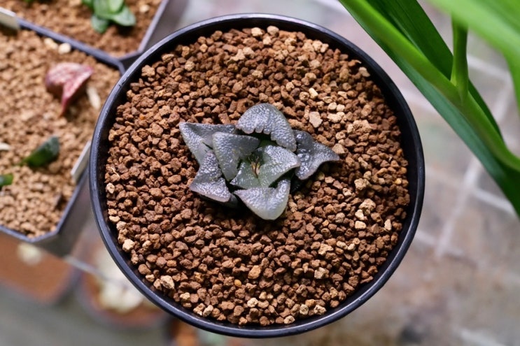 하월시아 아트로푸스카  AT- 6 (Atrofusca 6)