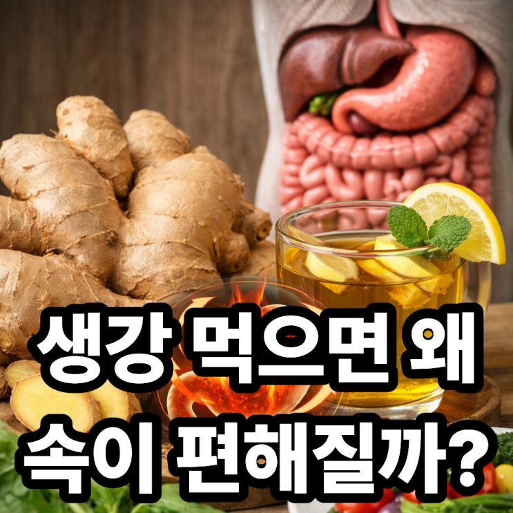  생강이 소화에 도움 되는 원리｜속이 편해지는 이유 과학적으로 정리