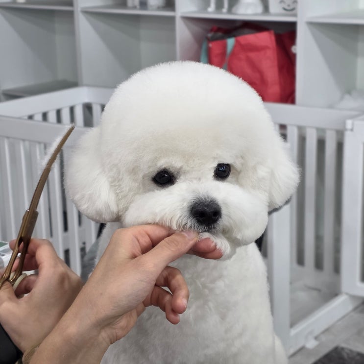  수원애견미용학원 자격증 취득 기간부터 창업 까지