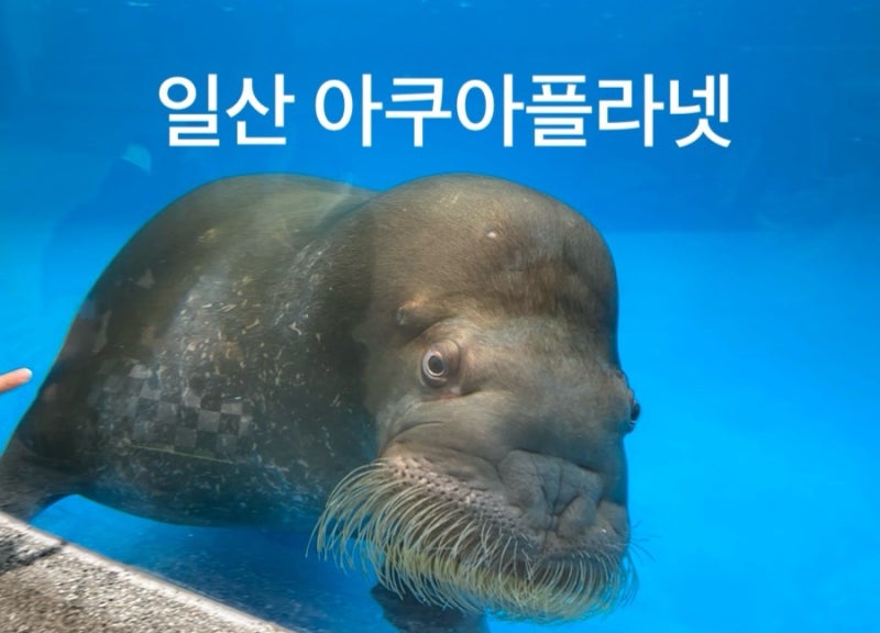 일산 아쿠아플라넷 아이와 가볼만한 곳 추천! 다흑기획전 관람 소요시간 푸드코트