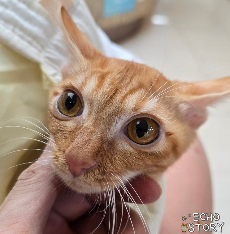  강아지 겸용이라 괜찮을 줄 알았던 덴탈오일, 고양이에게는 왜 이렇게 불안한 선택이 되었을까