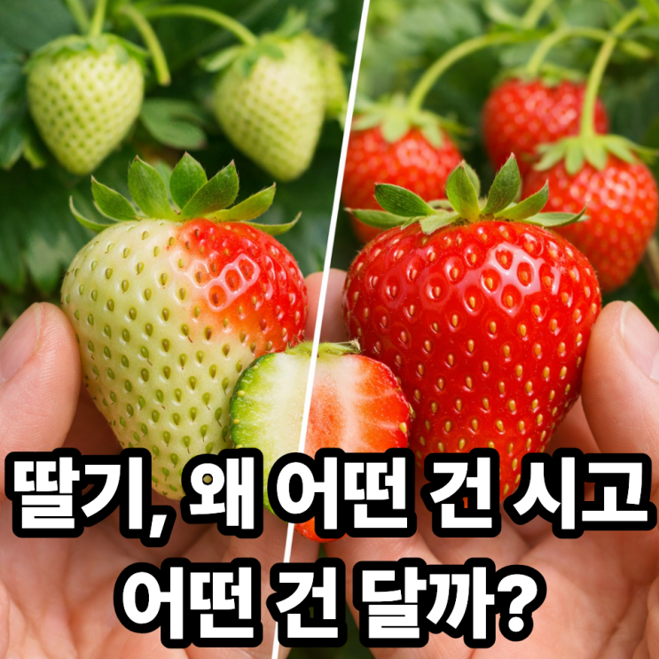 딸기 신맛과 단맛 차이가 나는 이유 ｜같은 딸기인데 왜 맛이 다를까?